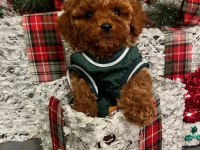 Toy poodle köpeğimiz