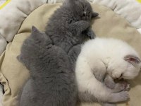 2 aylık kediler eğitimleri verildi sahiplenmeye hazır