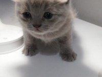 13 Şubat doğumlu lilac gri scottish fold bebeğimiz