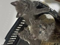 Anne Ve Baba Russian Blue