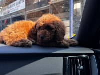 Erkek 5 aylık toy poodle