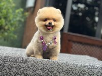 Sağlık Ve Irk Garantili Pomeranian Köpeğimiz
