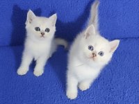 YENİ YUVASINA GİTMEYE HAZIR  BRİTİSH PONÇİKLER