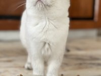 Show kalite british shorthair yavrular