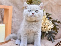 Sütlü Kahveniz Lilac British Shorthair