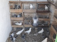 VARSA GÜZELİ GÜVERCİNLER