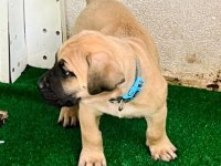 Presa canario köpeğimiz