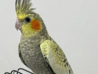 KUR ÖTÜŞÜ YAPAN DİŞİ PEARL SULTAN PAPAĞANI
