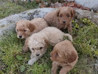 Kilo Ve Boy Garantili Maltipoo Yavrular İstanbul