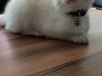 Sahiplendirme british shorthair