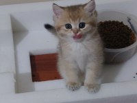 Oyuncu safkan british şecereli anne baba