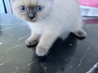 Blue point 2 aylık british shorthair