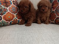 POODLE ERKEK DİŞİ BEBEKLER