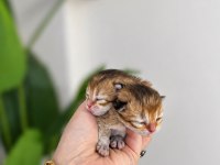 British longhair erkek yavrular