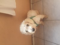 MALTİPOO 7 AYLIK