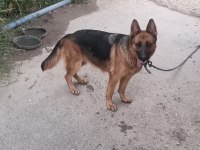 3 yaşında dişi alman kurdu sahiplendirilecektir
