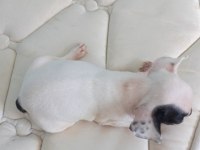 Uygun ve kaliteli yavrular french bulldog
