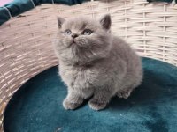British blue point ve british gri yavrularım