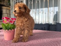 A kalite toy poodle yavrularımız