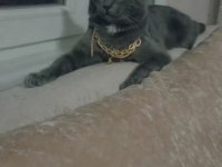 British shorthair kedimize acil yuva