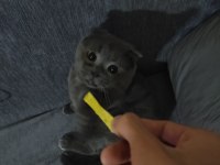 Scottish fold kedime dişi eş arıyorum