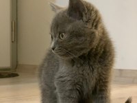 BRİTİSH SHORTHAİR KEDİ YAVRUSU
