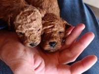 Erkek - Dişi Toy Poodle Yavrular Yeni Ailesini Arıyor
