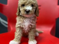 POODLE KALITESINDE SAFKAN MALTİPOO