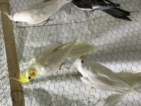 Tüt yapısı muazzam papağanlar