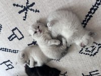 Scottish Fold Yavrularımız Yeni Yuva Arıyor!