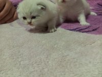 Scottish fold 2 aylık yavrular