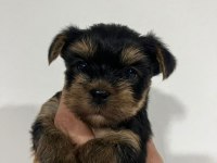Dişi ve erkek original teacup yorkie yavrular