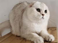 Scottish fold shorthair ns11 erkek