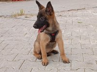 Belçika kurdu yavrular
