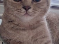 British shorthair kedimiz