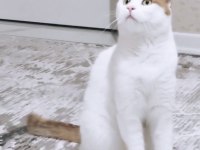 Scottish fold van mix beyaz turuncu