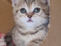 Alanya scottish fold ve straight beyaz gri erkek yavrular