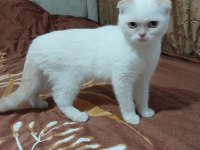 Scottish fold, british dişi erkek safkan yavrular