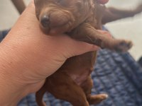 Yavru toy poodle