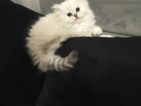 British longhair arayanlara