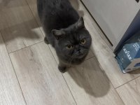 Kedimiz Lia için iyi bir yuva arıyorum