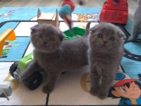 DAMIZLIK SAFKAN IRK SCOTTISH FOLD BLUE