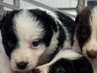 Border collie yavrularımız teslime hazır