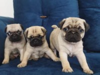 Pug Mops Yavrularımız