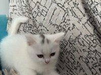 Cins yavru kedilerimizi sahiplendiriyorum