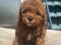 RED BROWN TOY BOY POODLE KIZIMIZ