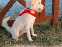 3 numara Terrier ücretsiz sahiplendirme