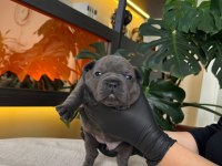 RENGARENK FRENCH BULLDOG YAVRULARIM REZERVEYE AÇIK