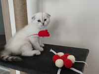 2 aylık erkek yavru scottish fold