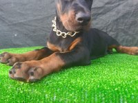 Anneden Babadan Üst Düzey Doberman